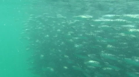 Bait Ball  Stock Footage 1056716