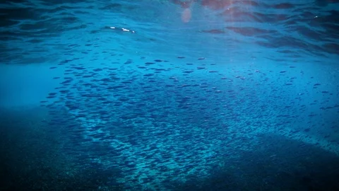 Bait ball Stock Footage 89862251