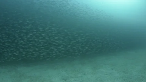 Bait Ball 库存影片 101421879