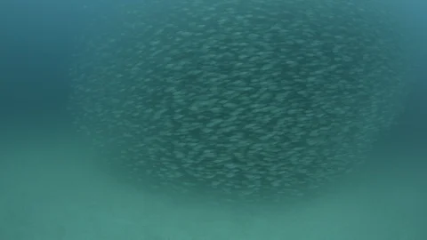 Bait Ball Stock Footage 101421933