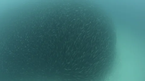 Bait Ball 库存影片 101422153