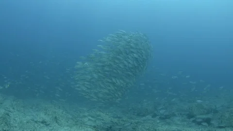 Bait Ball 库存影片 101424397