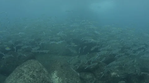 Bait Ball Stock Footage 101427603