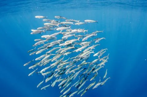 Bait Ball Stock Photos