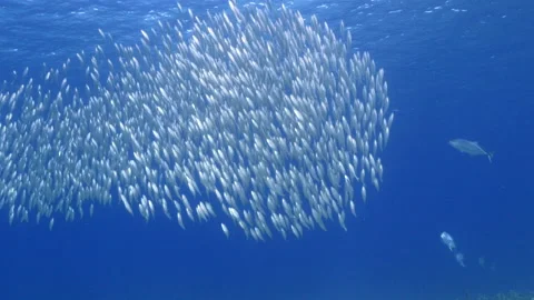 Bait ball, school of fish in turquoise water of coral reef in Caribbean Sea Stock Footage 151772965