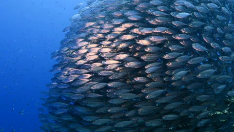 Bait ball, school of fish in turquoise water of coral reef in Caribbean Sea Stock Footage 153212627