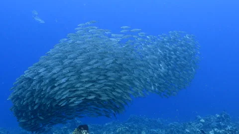 Bait ball, school of fish in turquoise water of coral reef in Caribbean Sea Stock Footage