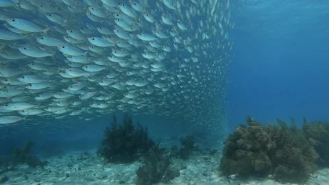 Bait Ball Swims Over Left Side Stock Footage 304554814