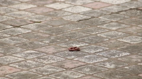 Bait for birds 動画素材 128251719