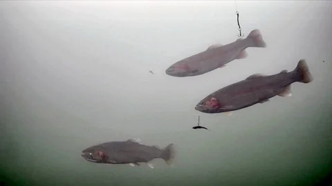 Bait Escapes When School of Rainbow Trout Swims By Stock Footage 123859020