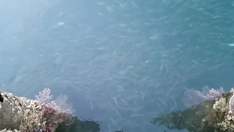 BAIT FISH AT THE CAPE Stock Footage 100576365