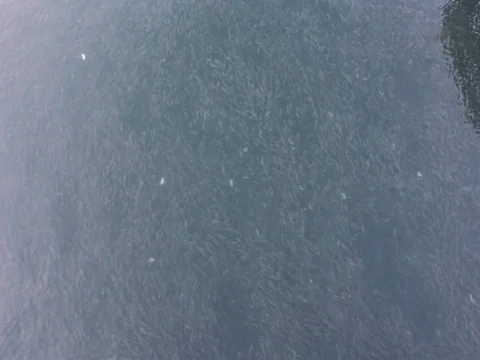 BAIT FISH Stock Footage 100384433