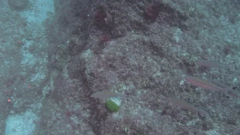 Bait Fish Video stock 150472209