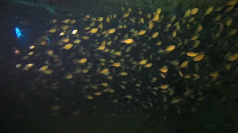 Bait fish inside the ship wreck Stockbeeldmateriaal 22637740