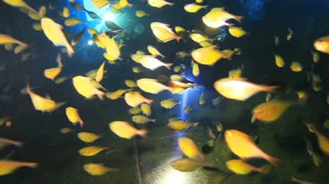 Bait fish inside the ship wreck and divers in the background Stockbeeldmateriaal 22637744