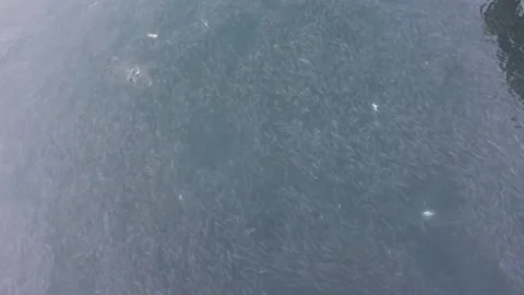 Bait Fish Qld Stock Footage 246089914