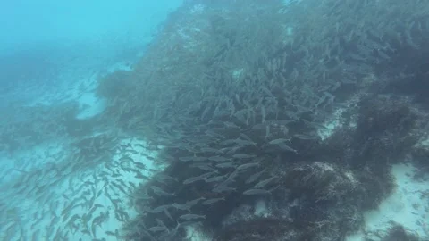 Bait Fish on Reef Video stock 147060228