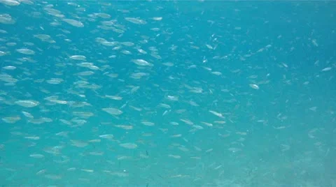Bait Fish School Stock Footage 10963456