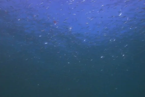 Bait fish SD NTSC Stock Footage 384342
