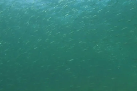 Bait fish SD NTSC Stock Footage 384350