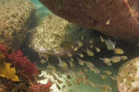 Bait fish SD NTSC Stock Footage 393039