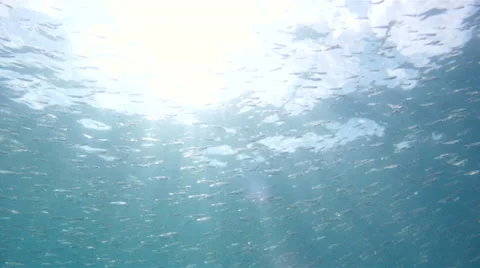 Bait Fish With Sunlight Stock-Footage 38113740