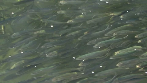 Bait fish swimming under the surface in the Gulf of Oman close up 스톡 동영상 136217334