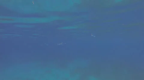 Bait fish while swimming in the USVI Stock Footage 42704935