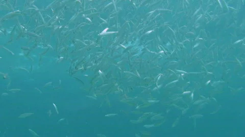 Bait School Stock Footage 492766