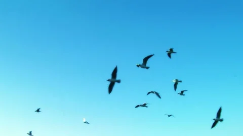 Bait seagull lure   fly blue cruise (1) 库存影片 3139331