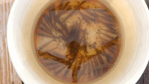 Bait Shrimp in Bucket Stock Footage 108734211