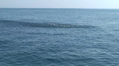 Bait On Top Water Stock Footage 7136556