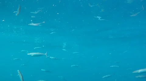 Bait Underwater Stock Footage 7754490