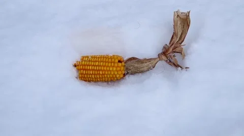 Bait for wild boar, corn Stock Footage 46621090