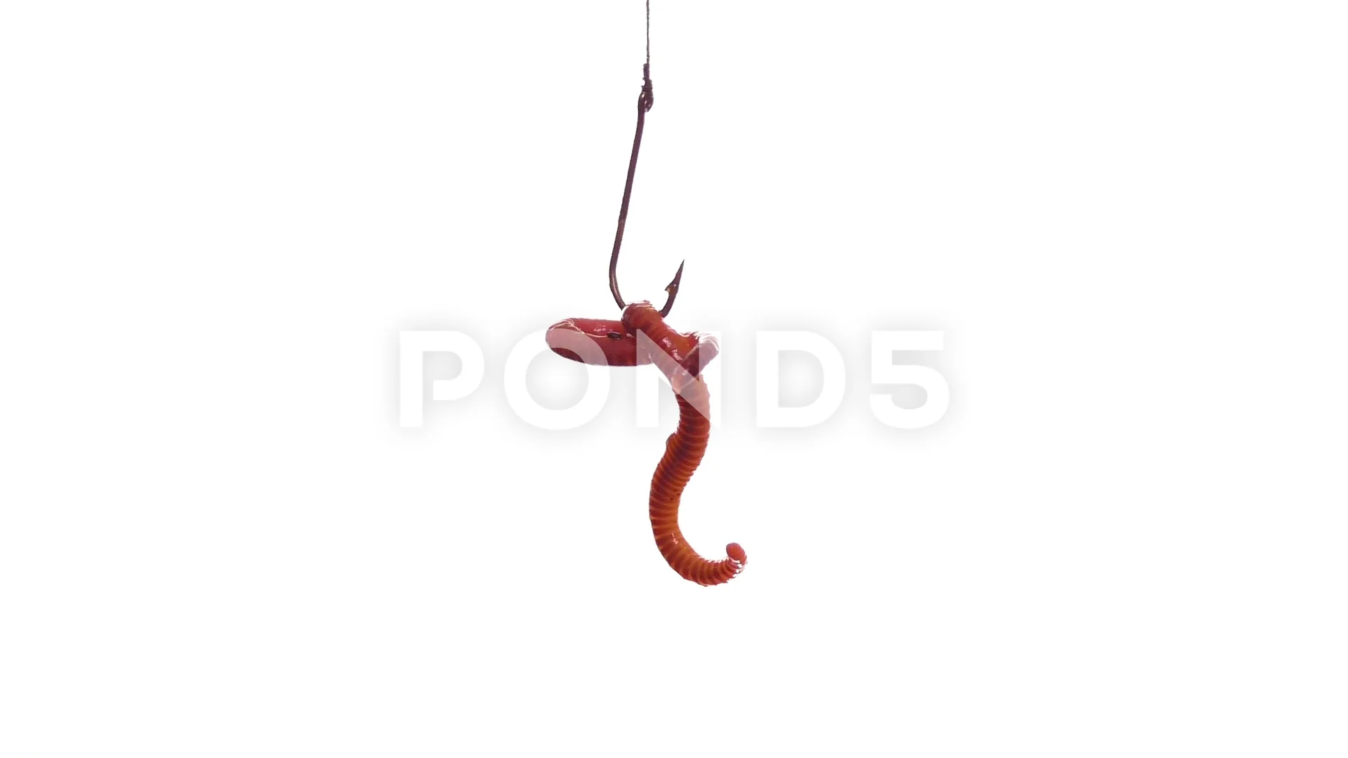 Redfin fish get caught on wire with worms bait , hanging on a fishing line  at Murray river ,Australia. 32327846 Stock Photo at Vecteezy