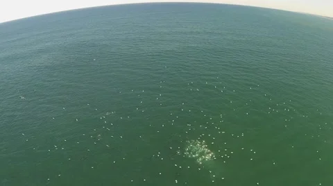 Baitball Aerial Stock Footage 64010327