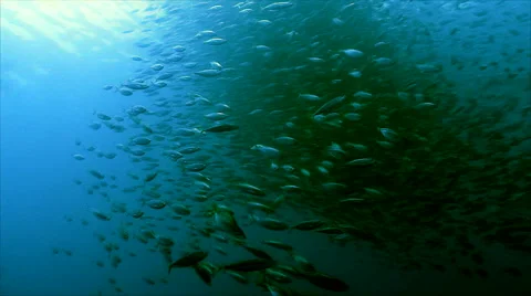 Baitball assembles Stock Footage 42902999