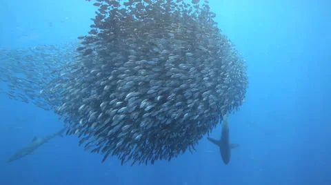 Baitball Cocos Island 库存影片 3188713