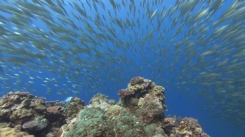 Baitball of silver fish flee from open water Stock Footage