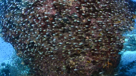 Baitfish on Bommie Video stock 64257389