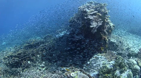 Baitfish Swarming Over Reef Stock Footage 64260360