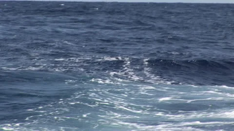Baiting Sailfish in Hawaii Stock Footage 22459115