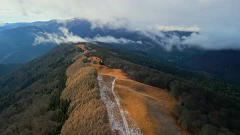 Baiului Mountains Forest Stock Footage 231554716