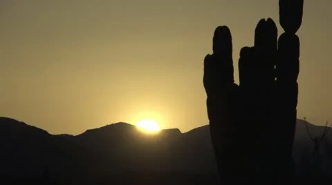 Baja Cactus with sunset Stock Footage 18939209