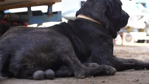 Baja California Machismo Macho Dog Mastif Mix Stock Footage