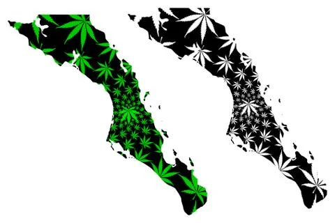 Baja California Sur map is designed cannabis leaf green and black, Estado Lib Stock Illustration