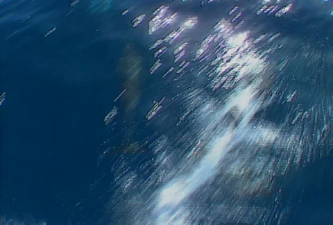 Baja dolphins 01 Stock Footage 507360