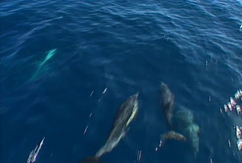 Baja dolphins 02 Stock Footage 507357