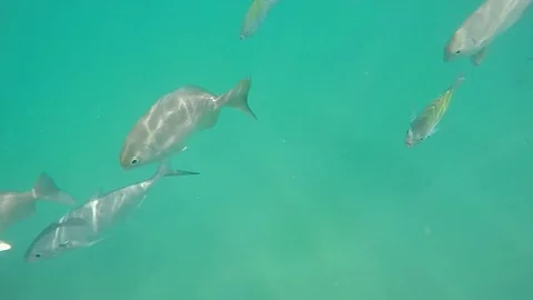 Baja fish swimming in clear water Stock Footage