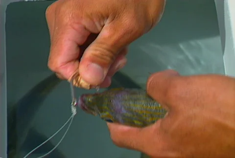 Baja hooking bait 01 Stock Footage 507526